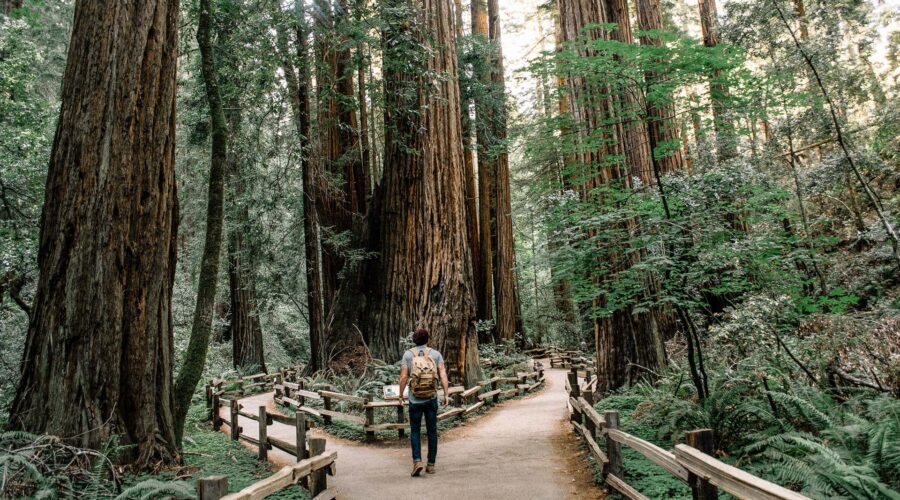 A person taking a tranquil stroll through a breathtaking redwood forest in California.